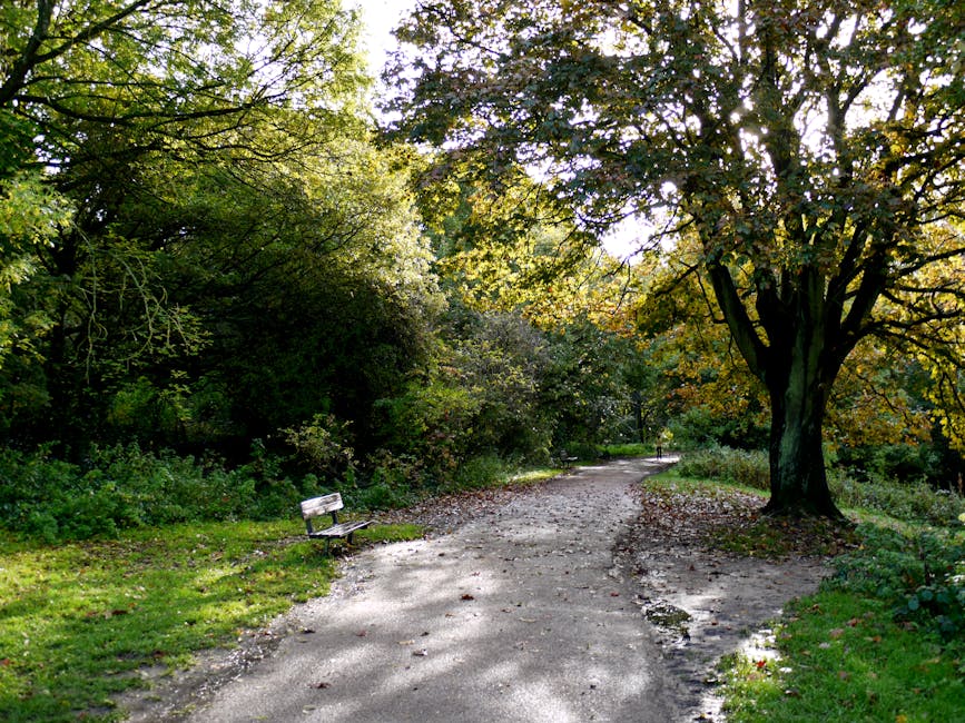 A gravel pathway in Hampstead Heath lined with tall trees displaying green and yellow foliage, casting dappled sunlight on the ground. On the left side of the path, there is a weathered wooden park bench, positioned on a small patch of grass next to dense greenery. The pathway curves gently to the right, with a larger tree situated on the right side, its branches extending overhead. In the background, a person can be seen walking further along the trail. This outdoor scene, captured during daylight, highlights the peaceful environment typical of Hampstead Heath, offering a natural setting suitable for walking and relaxation, supportive of house removals or moving logistics when planning local relocations with companies like Movers Hampstead.
